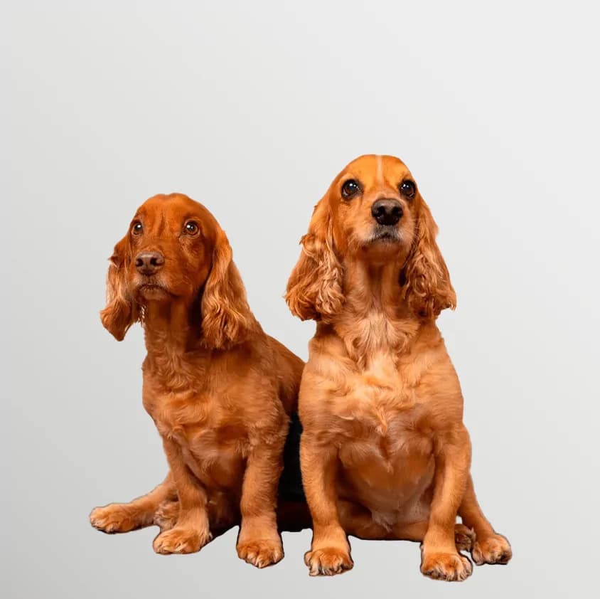 Tobby & Lilly