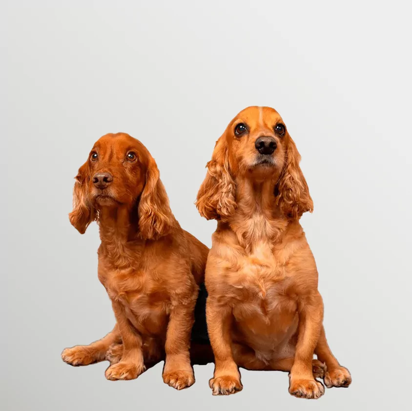Tobby & Lilly